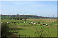 TQ8125 : Sheep on Rother Levels by Robin Webster