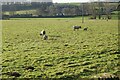 SJ9627 : Lambs and sheep in field next to the Trent & Mersey Canal by Ian S