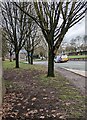 ST3188 : Leafless trees alongside the B4591, Newport by Jaggery