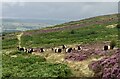 NU1209 : Belted Galloway cattle by Leanmeanmo