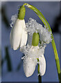 NT4936 : Snow-covered snowdrops by Walter Baxter