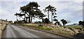 NY8365 : Village road towards The Tofts passing viewpoint by Roger Templeman