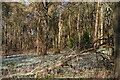 TL0283 : The Linches, Achurch: woodland full of snowdrops by Christopher Hilton