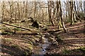 TL7907 : Stream in Woodham Walter Common by Roger Jones