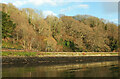 SX8852 : Winter trees by the Dart by Derek Harper