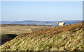 NY9816 : Sheep on slope near to Battle Hill by Trevor Littlewood