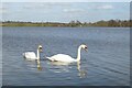 SO8441 : Mute swans by Philip Halling