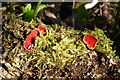 SO7566 : Fungi on a tree trunk by Philip Halling