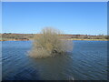 SE4202 : Tree on a former field boundary, RSPB Old Moor by Christine Johnstone