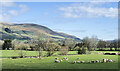 SD6791 : Sheep and lambs near to Sedbergh by Trevor Littlewood