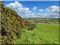 SD3579 : Gorse bushes on How Barrow by Adrian Taylor