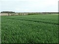 SE8433 : Winter cereals, Hotham Carrs by Christine Johnstone