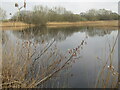 ST4240 : Shapwick Heath - The Roughet by Colin Smith