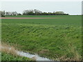 SE8433 : Woodland surrounding the moat at Wholsea Farm by Christine Johnstone