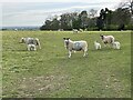 SP6470 : Big sheep and little sheep on the High Pastures by the A428 by Philip Jeffrey