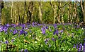 TM1931 : Bluebells in Stour Wood, RSPB, Ramsey by Roger Jones