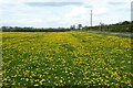 SO8541 : Dandelion flowers by Philip Halling