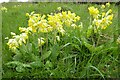 SO8641 : Cowslips by Philip Halling