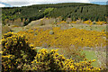 NT2641 : Gorse in Soonhope by Jim Barton