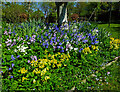 NS3206 : Bluebells and cowslips at Crosshill by Mary and Angus Hogg