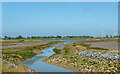 TQ9594 : Channel through the mudflats - RSPB Wallasea Island by Roger Jones