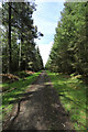 NY9555 : Forest track in Slaley Forest by Andy Waddington