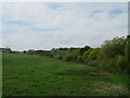 NZ2084 : Meadow at Catchburn by M J Richardson