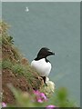 TA1974 : Razorbill on Bempton Cliffs by Oliver Dixon