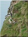 TA2073 : Razorbills on Bempton Cliffs by Oliver Dixon