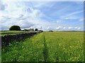 SK1776 : Footpath through buttercups at Stanley Lodge by Ian Calderwood