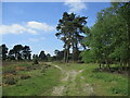 TM3446 : Upper Hollesley Common by Jonathan Thacker