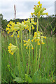 NN9555 : Cowslips (Primula veris) by Anne Burgess