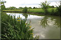 SP4648 : Irises on a bend in the Oxford canal by Philip Jeffrey