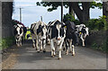 J6250 : Cattle near Kearney by Rossographer