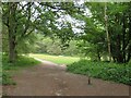 TQ1047 : Bridleway through woodland near Abinger Hammer by Malc McDonald