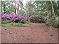 TQ1047 : Rhody Ramble, Abinger Roughs, near Dorking by Malc McDonald