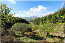  : Allt Lochan nan Geadas makes room for native trees by Andy Waddington