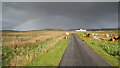 NM3121 : Cattle graze in clearing shower, road to Toba Bhreaca by Andy Waddington