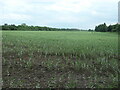 SO4976 : Large field of beans, north of Burway Farm by Christine Johnstone