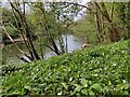 SO7583 : River Severn at the Severn Valley Country Park by Mat Fascione