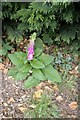 TF2729 : Self-sown Foxglove by Bob Harvey