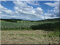 SO4775 : Bean field, east of Lady Halton by Christine Johnstone