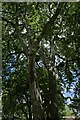 TQ3082 : Always look up - Platanus x hispanica by Bob Harvey