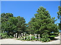 SZ0187 : Totem poles on Brownsea Island by Malc McDonald