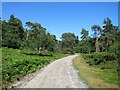 SZ0188 : Path on Brownsea Island by Malc McDonald