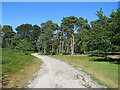 SZ0188 : Path on Brownsea Island by Malc McDonald