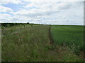 SE7867 : Field  edge  conservation  strip.  Young  trees  and  wild  grasses by Martin Dawes