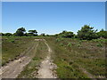 SZ0285 : Track on Studland Heath, near Poole by Malc McDonald