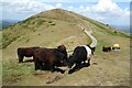 SO7644 : Galloway cattle on the Malvern Hills by Philip Halling