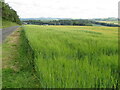 NT5546 : Barley field at West Mains by M J Richardson